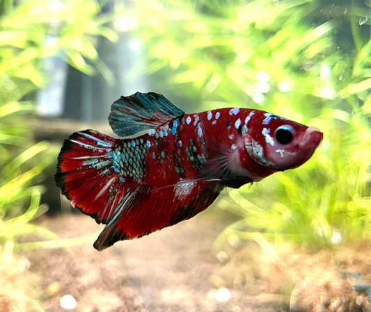 WYSIWYG Galaxy Koi Betta Male
