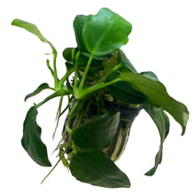 Anubias Nana-Pot