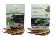 HydrOasisâ„¢ Catappa Leaves 3 Ct