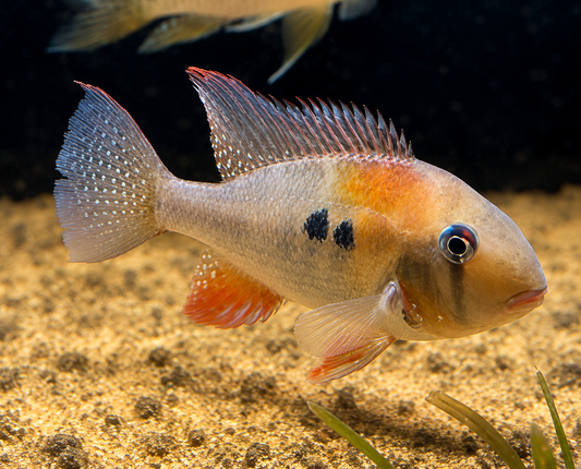 Red Threadfin Acara 4-5"
