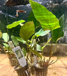 Anubias Hastifolia