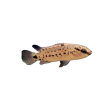 Assam Badis