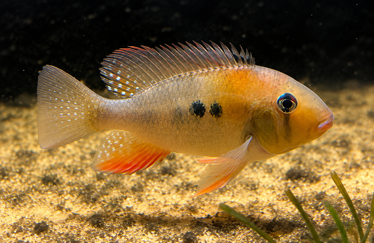 Red Threadfin Acara 4-5"