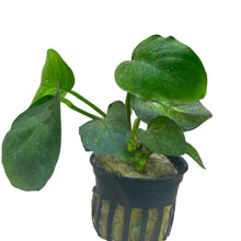 Anubias Barteri