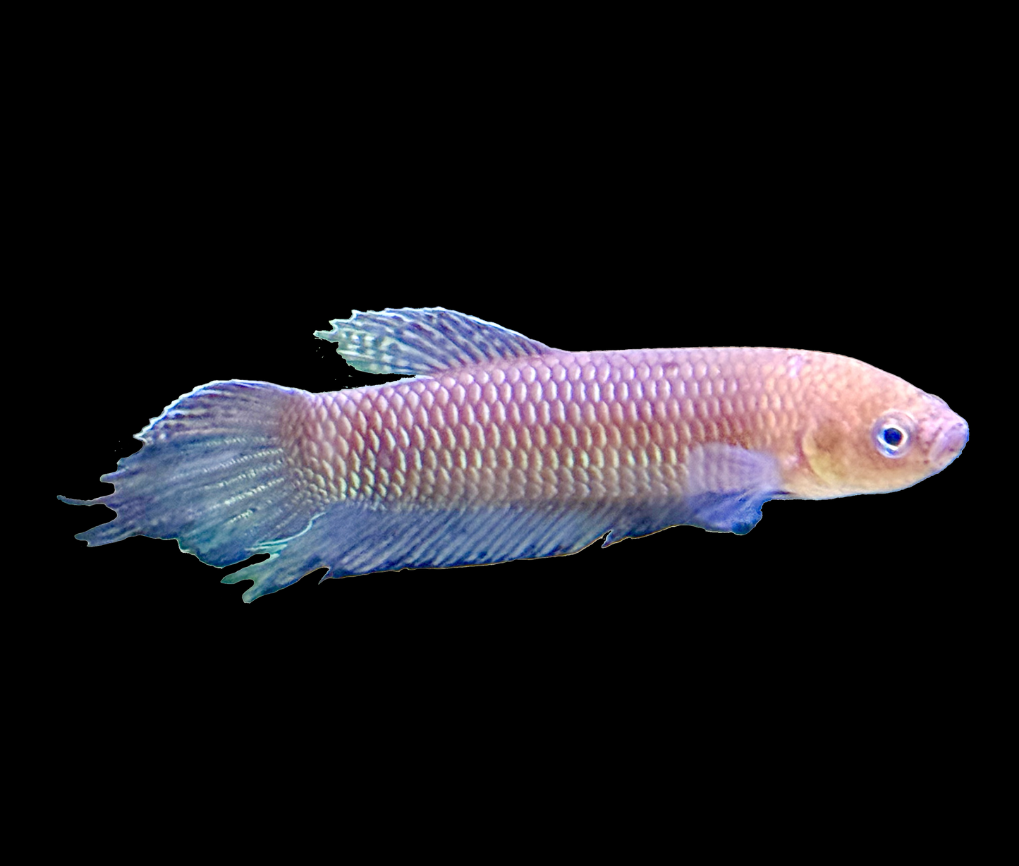 Betta Simorum PAIR-L
