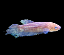 Betta Simorum PAIR-L