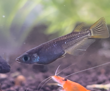 Midnight Medaka Ricefish