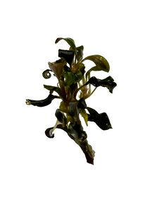 Bucephalandra 'Brownie Purple' TC Cup