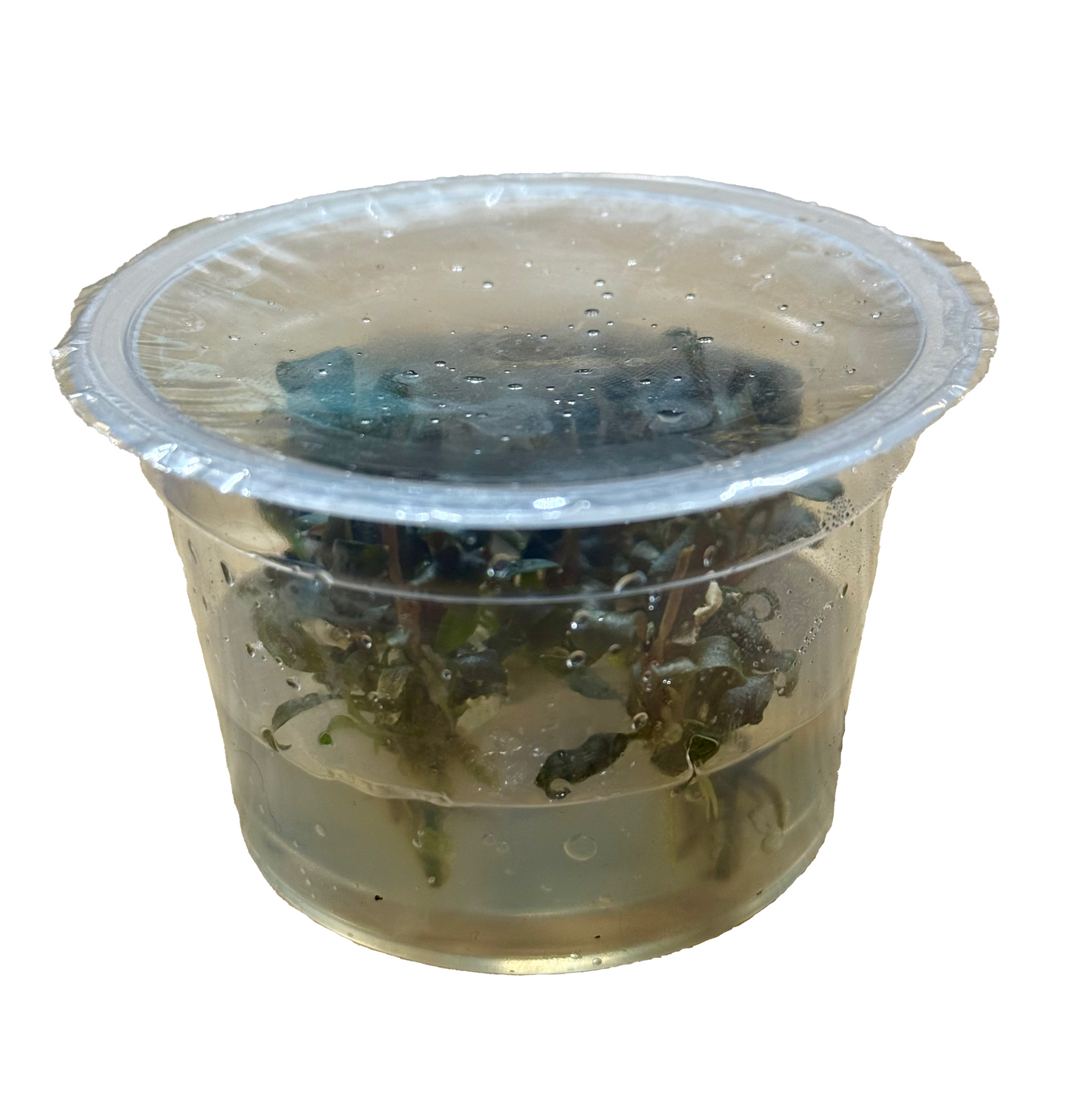 Bucephalandra 'Brownie Purple' TC Cup