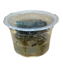 Bucephalandra 'Brownie Purple' TC Cup