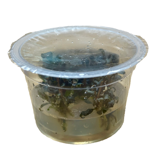 Bucephalandra 'Brownie Purple' TC Cup