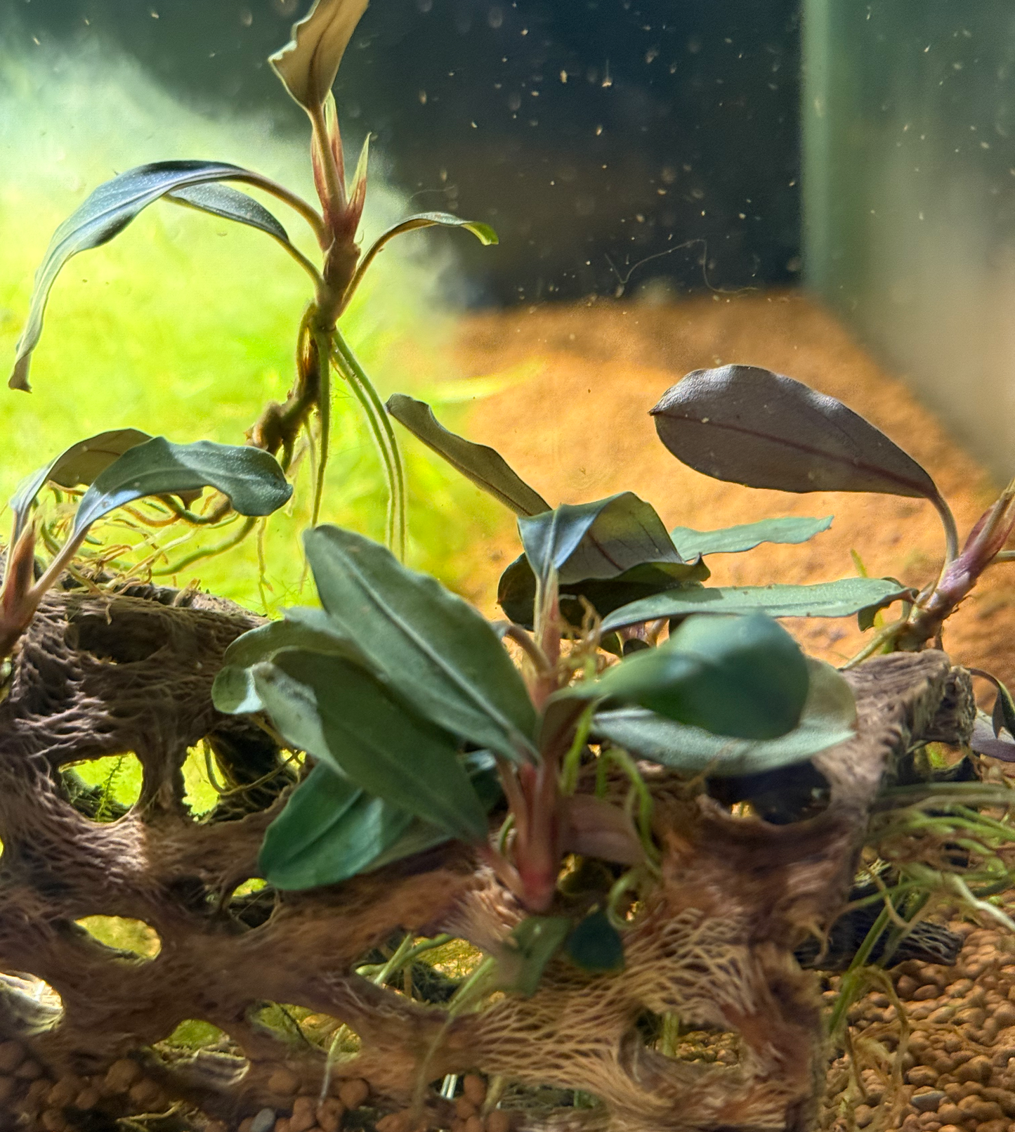 Bucephalandra 'Red Central'