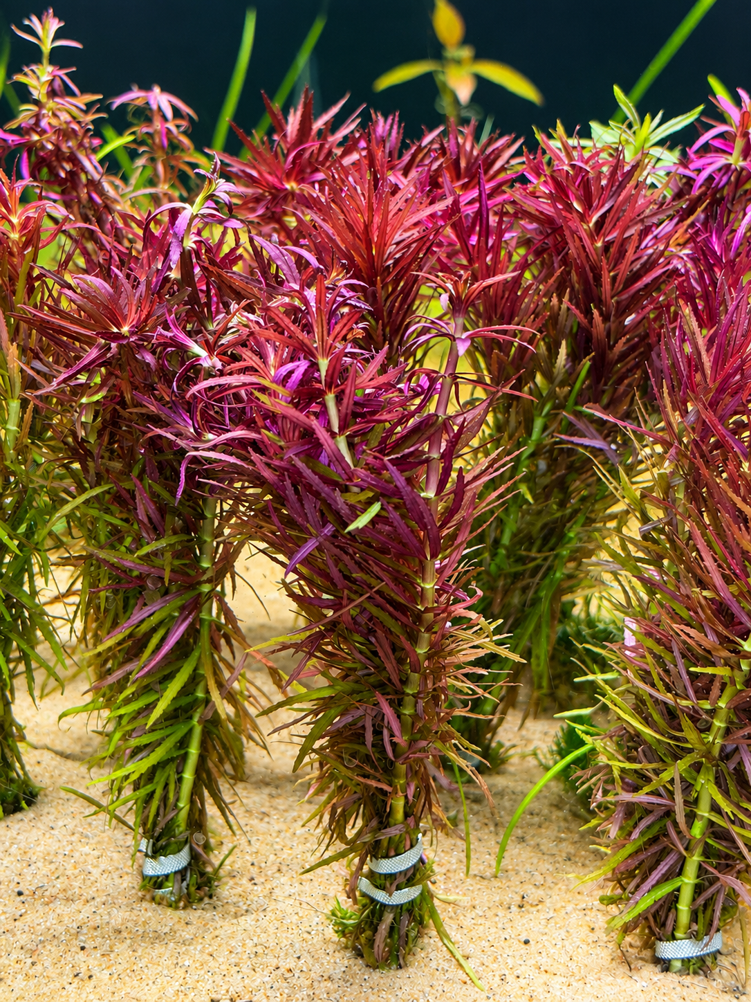 Limnophila hippuridoides