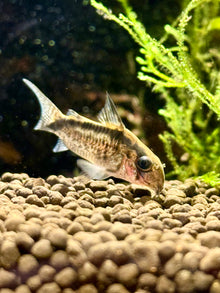 Evelyn’s Cory