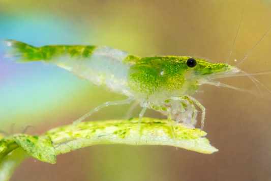 Green Rili Shrimp