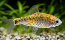 Koi Gold Barbs