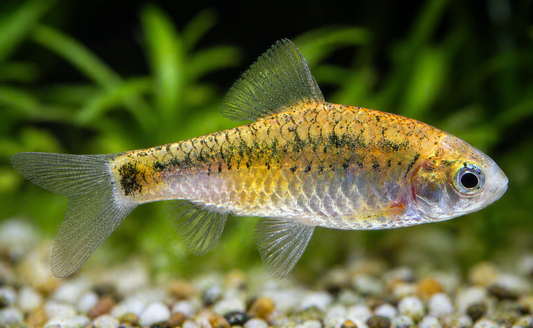 Koi Gold Barbs