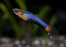 French Blue Star Endlers - Male