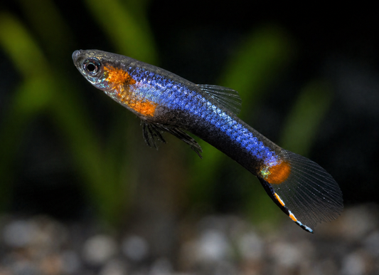 French Blue Star Endlers-Male