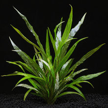 Blue Hygrophila