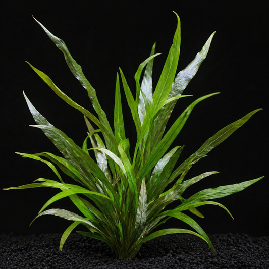 Blue Hygrophila