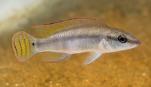 Compressiceps Dwarf Pike Cichlid