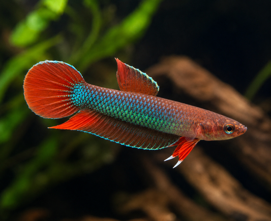 Api Api 'Jade' Betta Pair