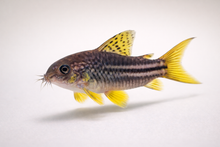 C123 Yellow Cory-Peru