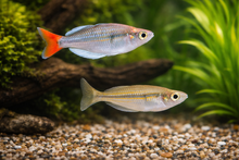 Kali Tawa Rainbowfish 1.5-2”