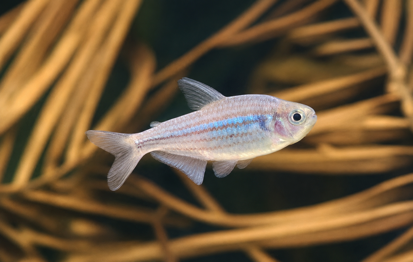 Zig Zag Tetra