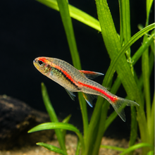 Squiggle- Adoptable Glowlight Tetra