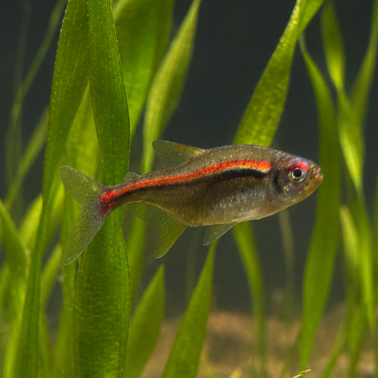 The Three Muskateers-Adoptable Amapa Tetra Trio