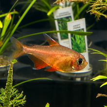 Pug-Adoptable Orange Von Rio Tetra