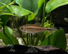 Aurora Tetra