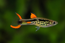Compoma #48 Endler's Livebearer - Nu Aqua Bred!