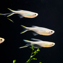 Swordtail Tetra