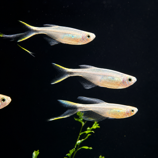 Swordtail Tetra