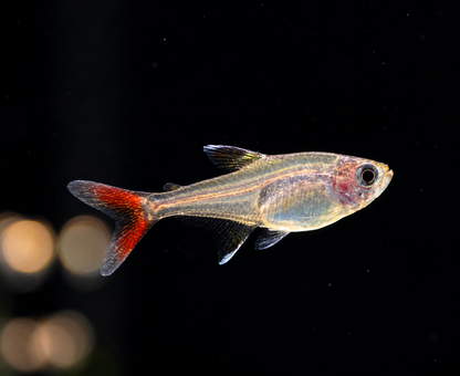 Calypso Tetras