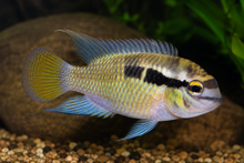 Thayeri Dwarf Acara