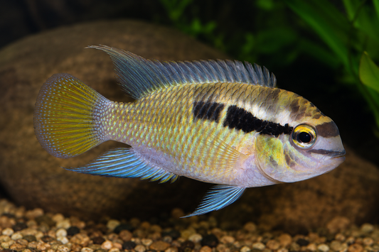 Thayeri Dwarf Acara