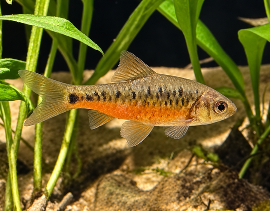 WIld Gold Barb-Taiwan