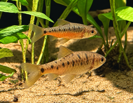 WIld Gold Barb-Taiwan