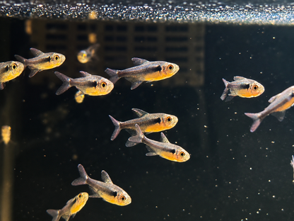 Black Diamond Neon Tetra