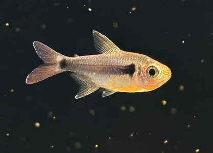 Black Diamond Neon Tetra