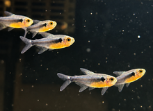 Black Diamond Neon Tetra