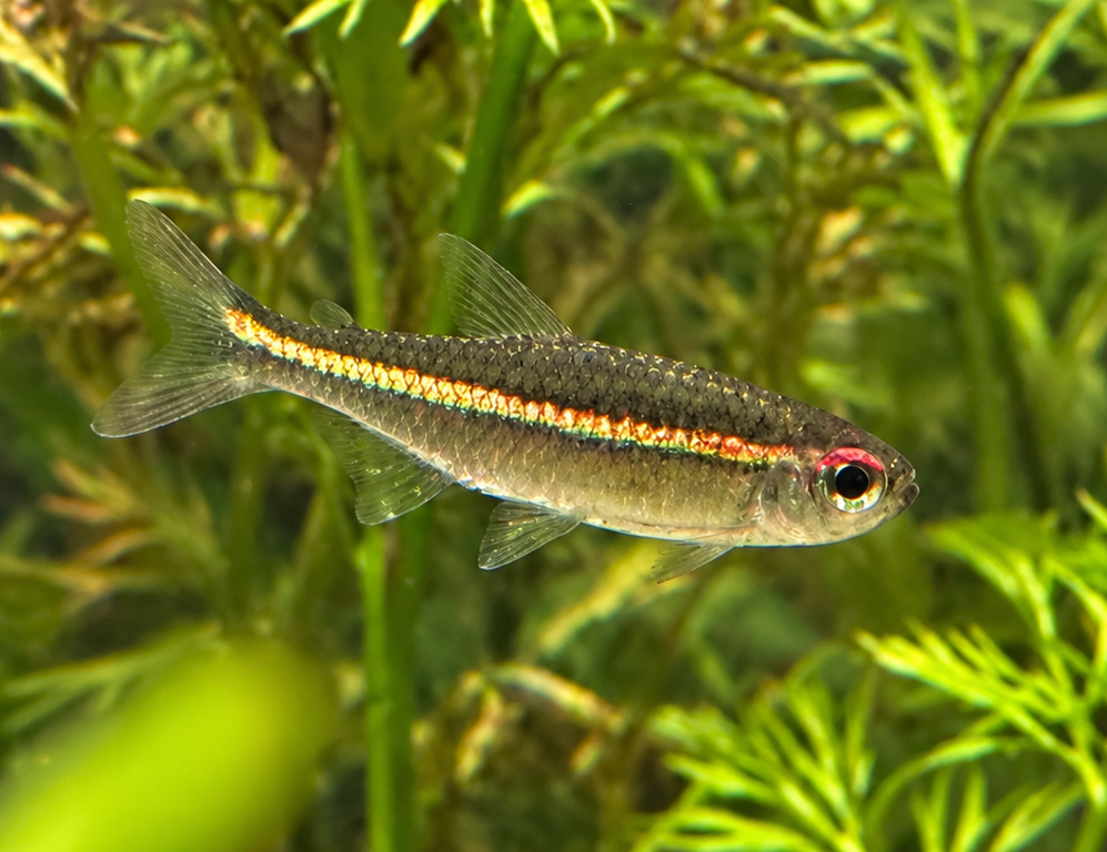 Red Eye Goethei Tetra