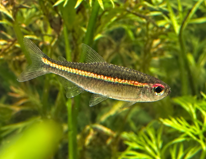 Red Eye Goethei Tetra
