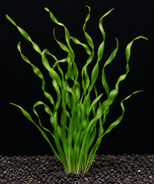 Contortionist Vallisneria
