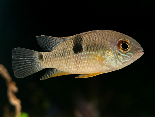 Royal Acara-2-3"