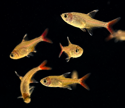 Calypso Tetras